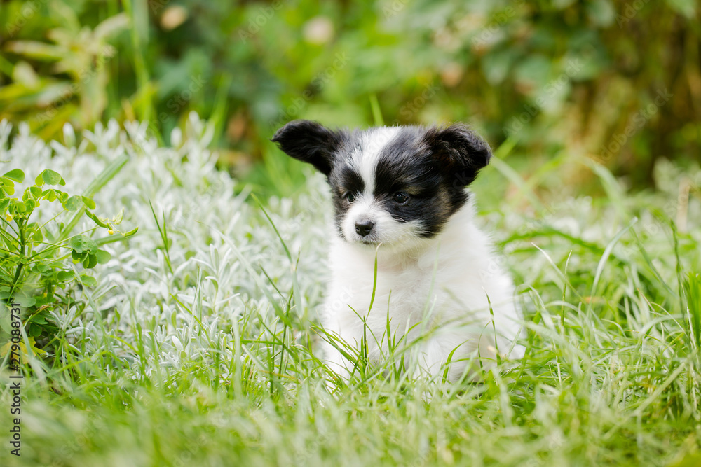 Little puppy in the garden