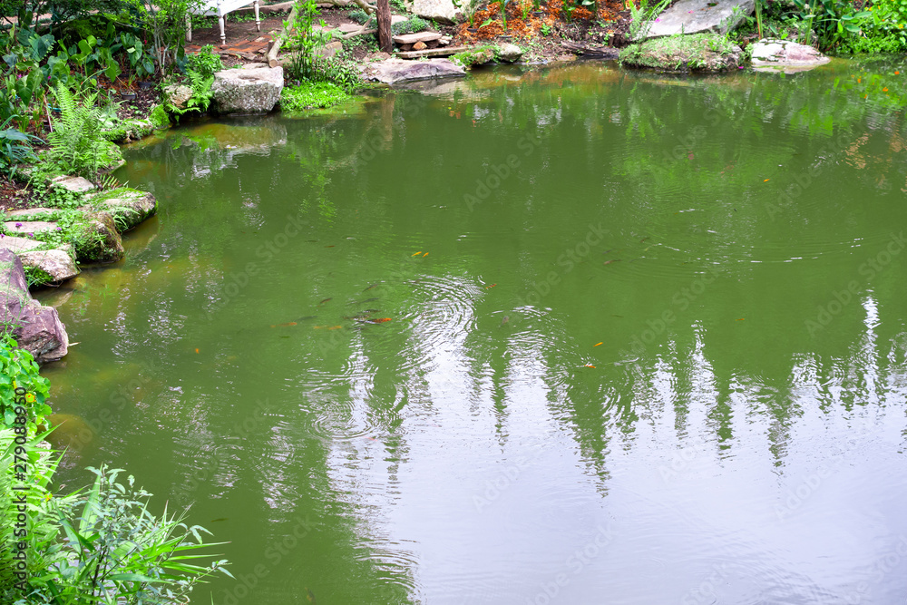 backyard garden pond with green plant