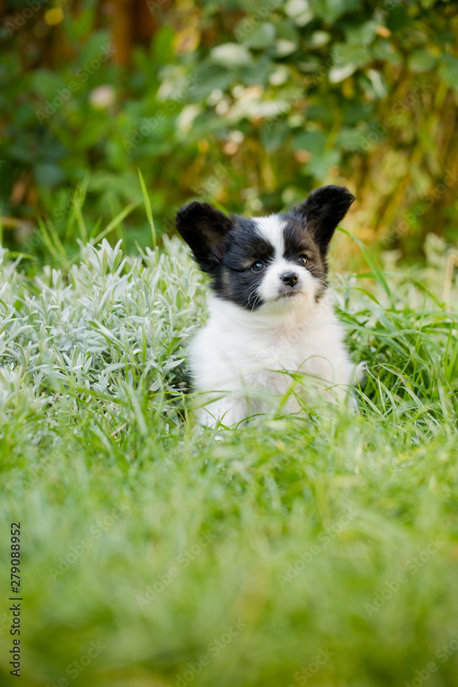 Fototapeta premium Cute papillon on grass