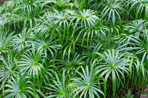 Umbrella papyrus with green leaves background