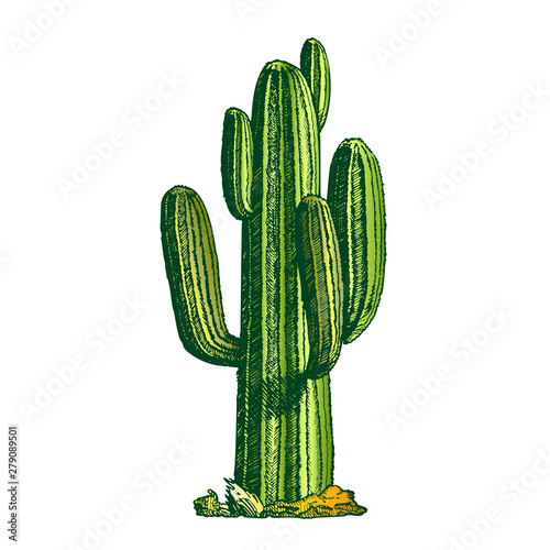 Saguaro Arborescent Tree-like Cactus Ink Vector. Cactus Specie In Monotypic Genus Carnegiea Concept. Family Cactaceae Hand Drawn In Retro Style Template Color Illustration