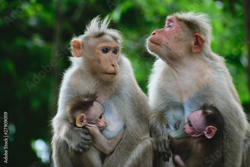 Mothers love monkeys feeding baby