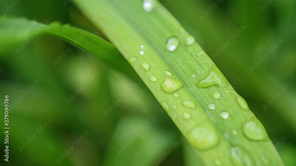 green leaf with water drops green leaf with water drops
