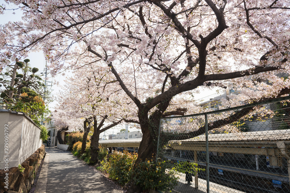 岡本駅周辺の桜 岡本駅周辺の桜