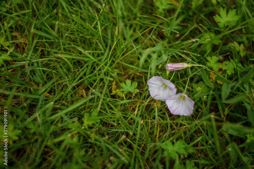 green grass with dew green grass with dew