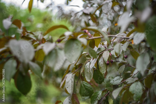 branch of a blossoming apple tree