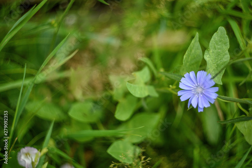 blue flower in the grass