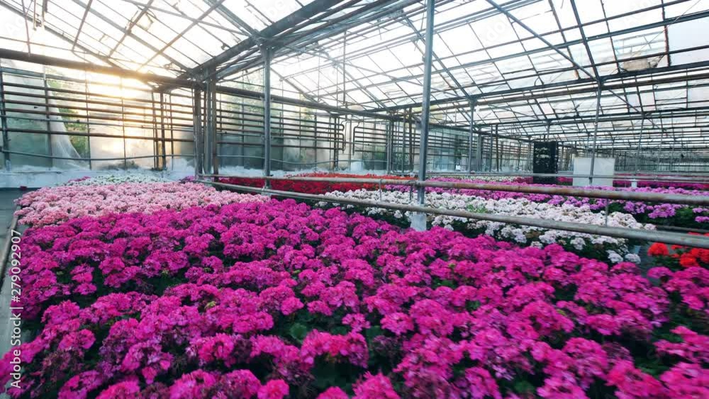 Various flowers are growing in a large greenery Various flowers are growing in a large greenery