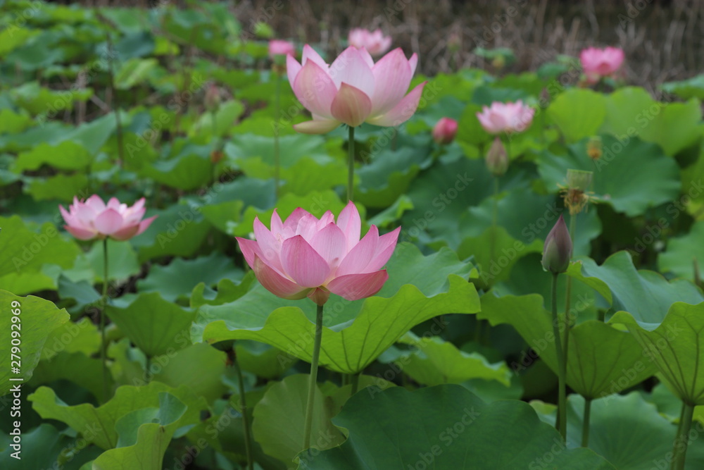 Pink lotus flower blooming in the pond Pink lotus flower blooming in the pond