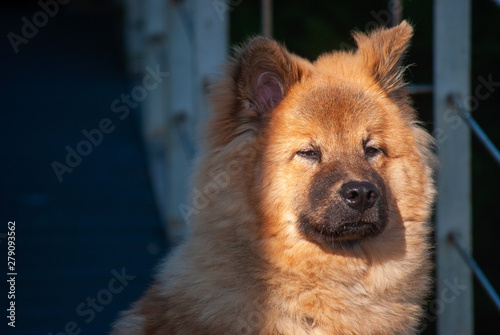 Eurasier aux aguets