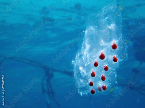 Closeup with the chain of jellyfish eggs during a leisure dive in Tunku Abdul Rahman Park, Kota Kinabalu. Sabah, Malaysia. Borneo. photo