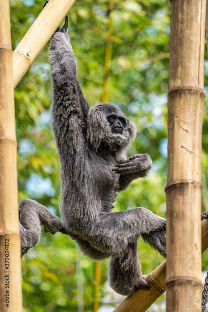 Naklejka premium Silvery gibbon, Hylobates moloch in the zoo