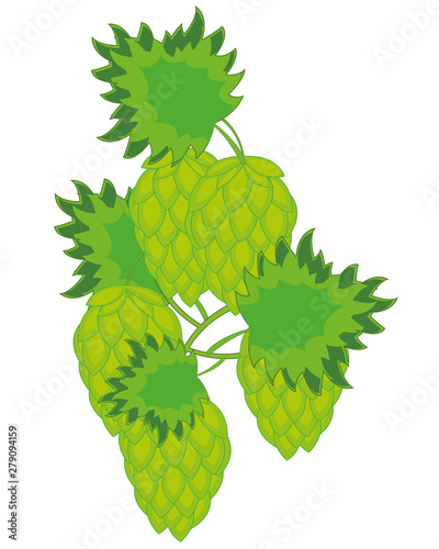 Vector illustration of the plant hop with fruit