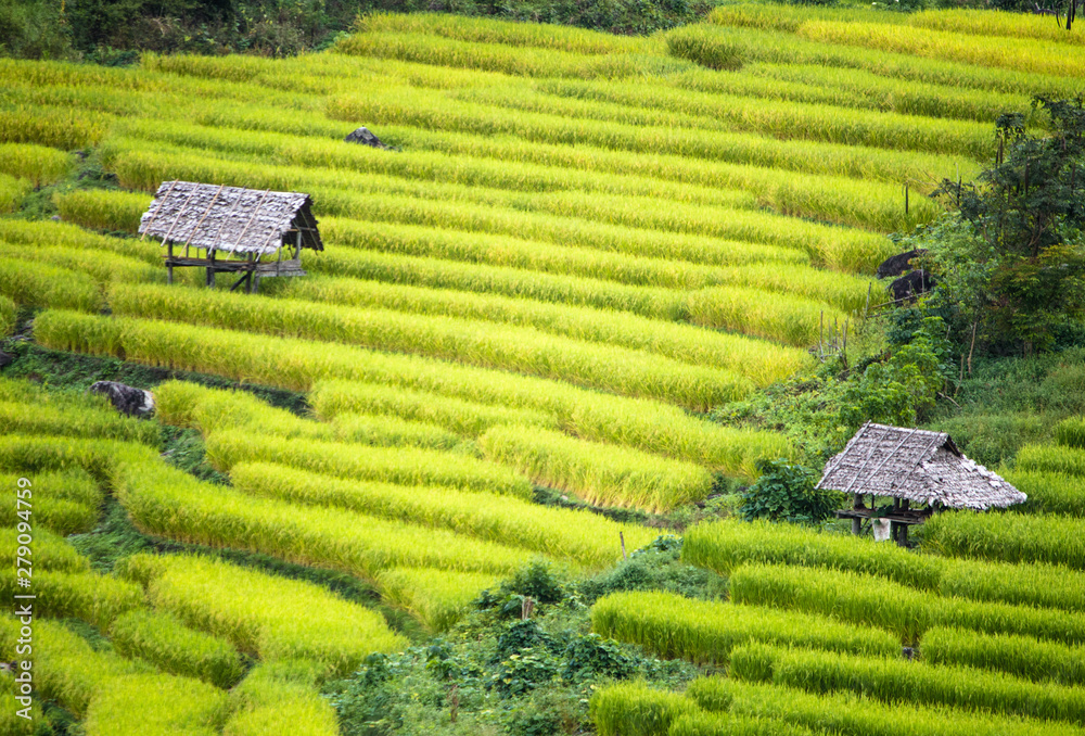 terrace rice farm