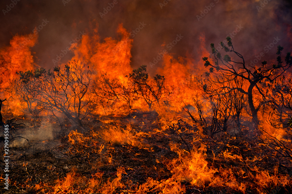 Intense wildfire burning 