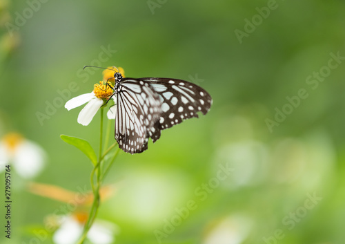 Closeup butterfly on flower (Common tiger butterfly)... © tope007
