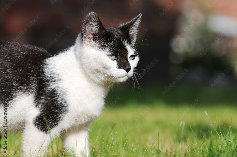 kitten standing on meadow in the garden kitten standing on meadow in the garden