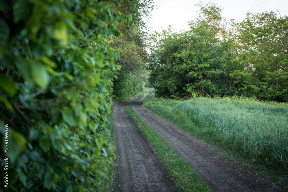 rural road along green wall of trees and green grass field