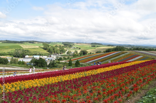 Landscape with flower field and hill in Hokkaido, Japan