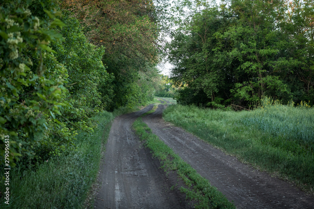 rural road along green wall of trees and green grass field rural road along green wall of trees and green grass field