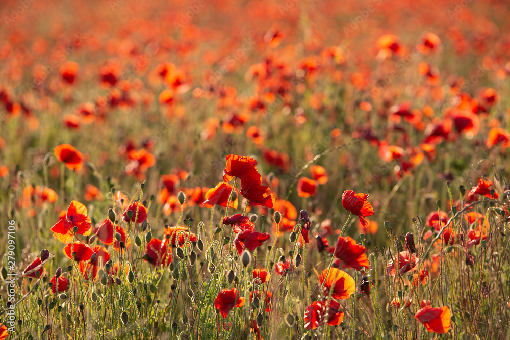 Beautiful Summer landscape of vibrant poppy field in English countryside during late evening sunset