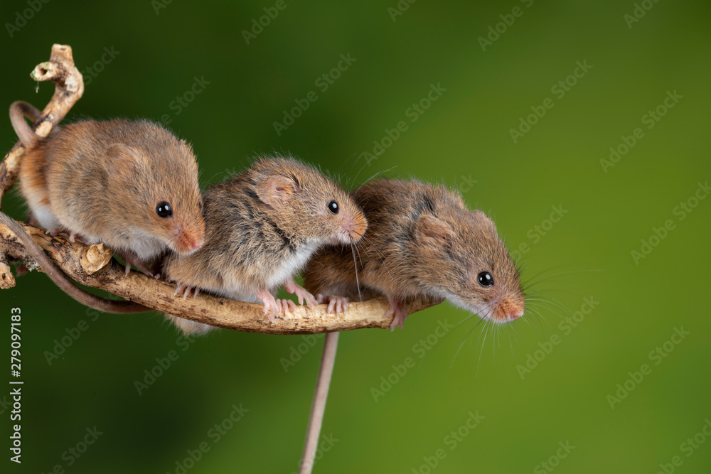ADorable and Cute harvest mice micromys minutus on wooden stick with neutral green background in nature ADorable and Cute harvest mice micromys minutus on wooden stick with neutral green background in nature