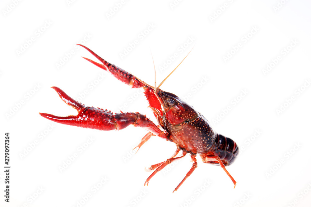 Crayfish Crayfish