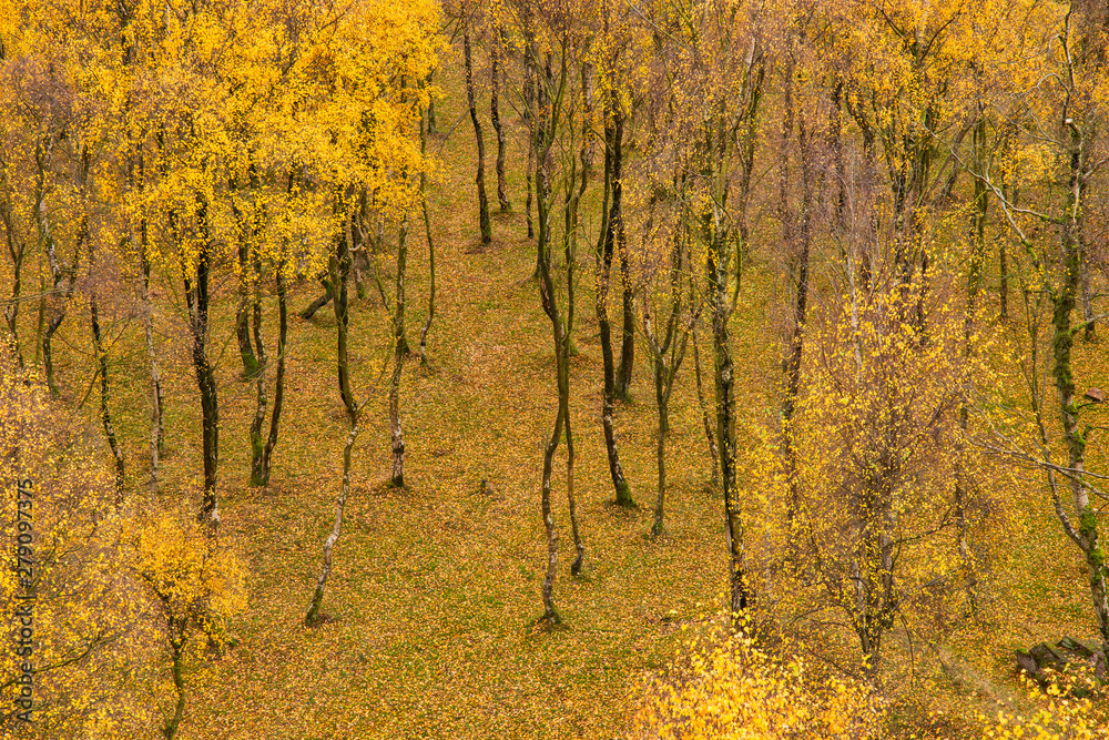Fototapeta premium Amazing view of Silver Birch forest with golden leaves in Autumn Fall landscape scene of Upper Padley gorge in Peak District in England