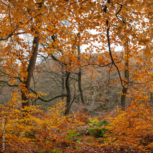 Beautiful colorful vibrant forest woodland Autumn Fall landscape in Peak District in England