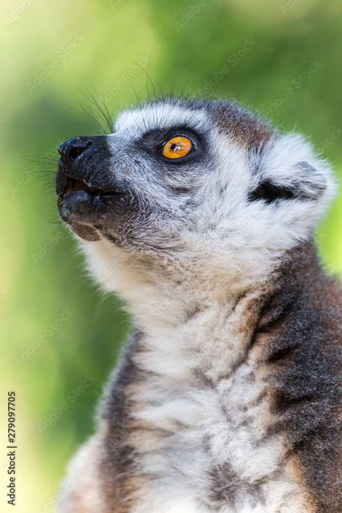 Fototapeta premium captive ring tailed lemur attentive and curious looking up