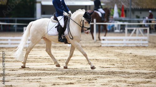 Dressage horse during a dressage competition in the exam..