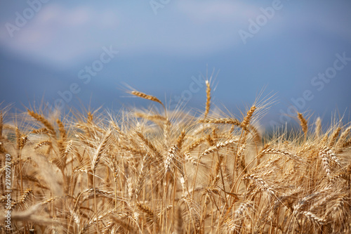 Wheat field. Ears of golden wheat close up. Beautiful Nature Sunset Landscape. Rural Scenery under Shining Sunlight. Background of ripening ears of meadow wheat field. Rich harvest Concept