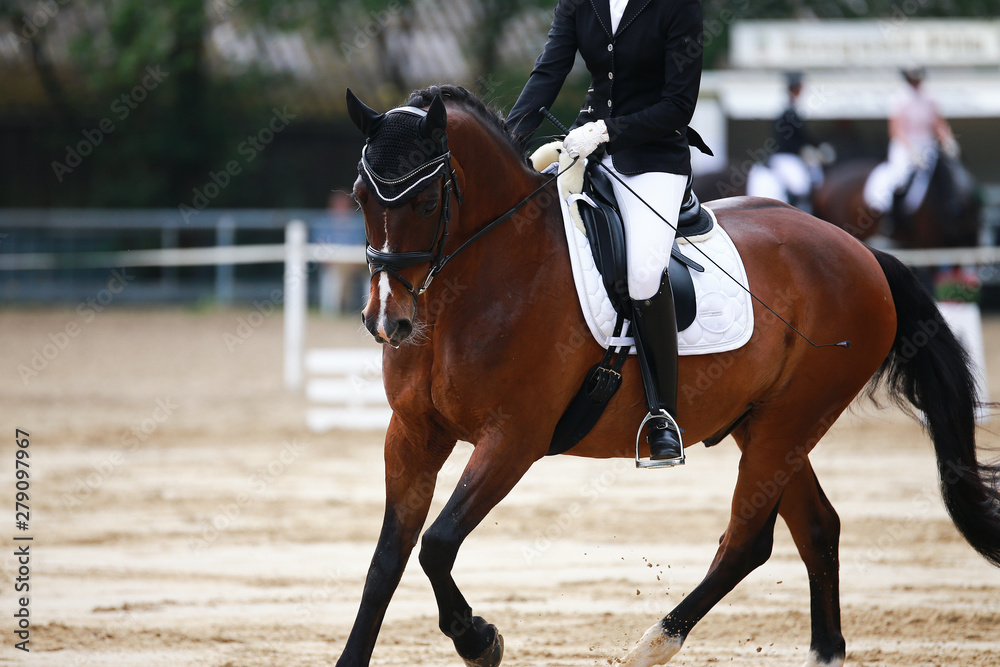 Dressage horse during a dressage competition in the exam.. Dressage horse during a dressage competition in the exam..