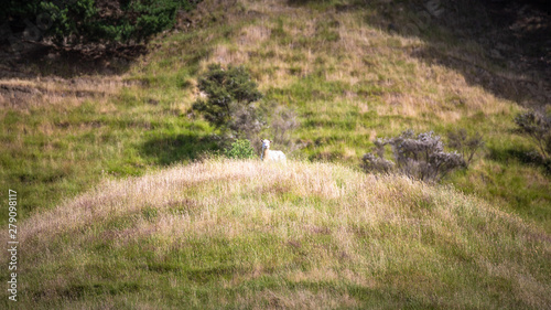a sheep in the meadow  New Zealand