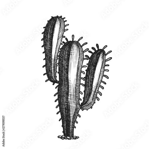 Tall Treelike Habit Desert Cactus Vintage Vector. Mexican Giant Cardoon Or Elephant Cactus Exotic Nature Concept. Family Cactaceae Designed In Retro Style Template Black And White Illustration