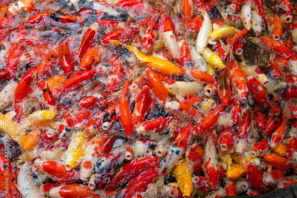 A crowd of carp fish in pond. A crowd of carp fish in pond.