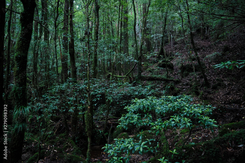 Obraz premium 屋久島の立派な屋久杉と苔のある景色