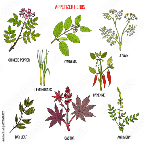 Best appetizer herbs collection