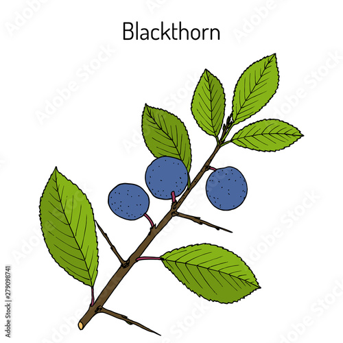 Blackthorn Prunus spinosa , or sloe, edible and medicinal plant