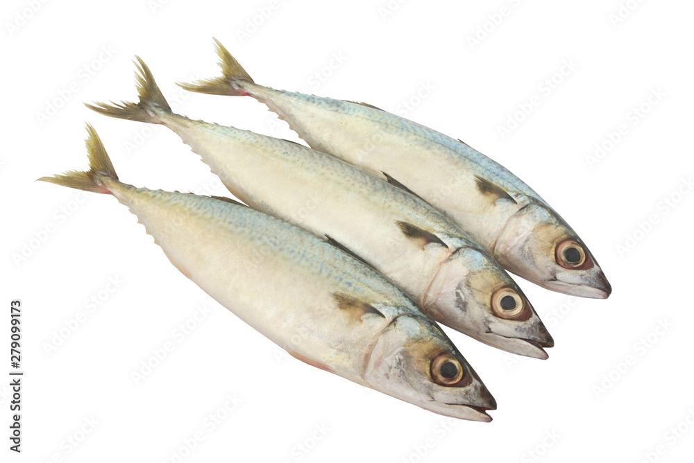 Three fresh mackerel fishes isolated on white background Three fresh mackerel fishes isolated on white background