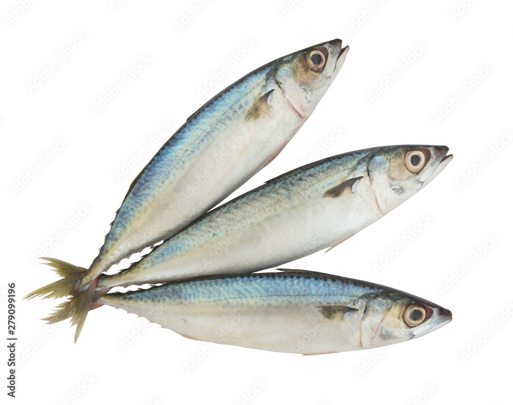 Mackerel fish isolated on the white background Mackerel fish isolated on the white background