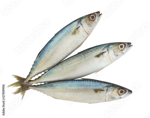Mackerel fish isolated on the white background