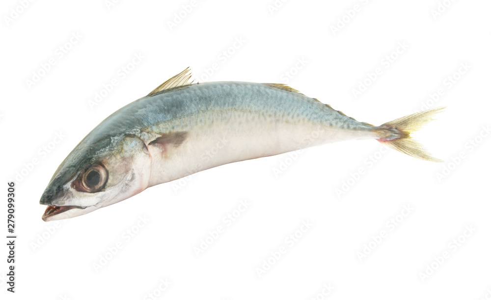 Raw mackerel fish isolated on white Raw mackerel fish isolated on white