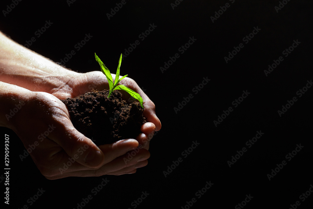 World environment day concept:The mans hand holding a small tree. Two hands holding a light green tree. holding seedlings isolate.Seedlings are growing in the days ahead.- Image World environment day concept:The mans hand holding a small tree. Two hands holding a light green tree. holding seedlings isolate.Seedlings are growing in the days ahead.- Image