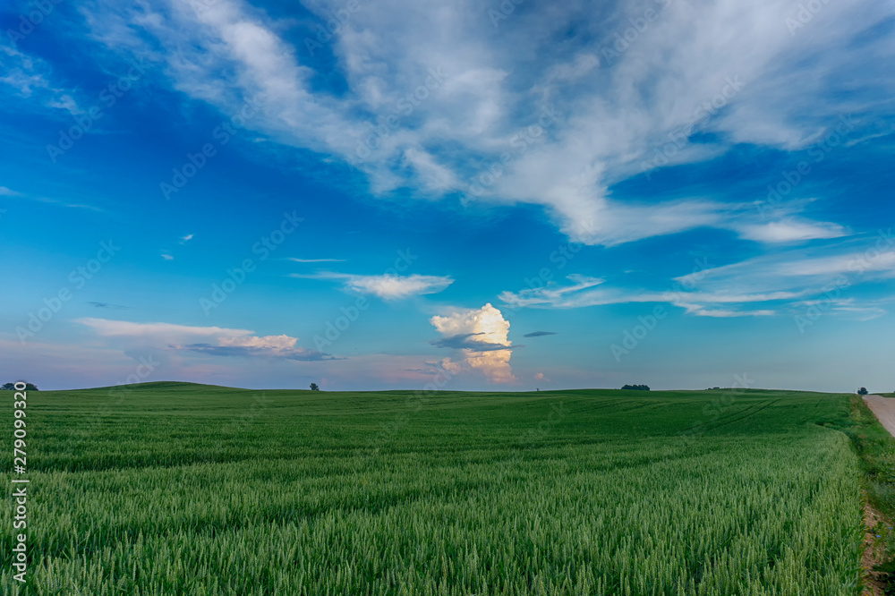 Colorful pink clouds over a wheat field at sunset