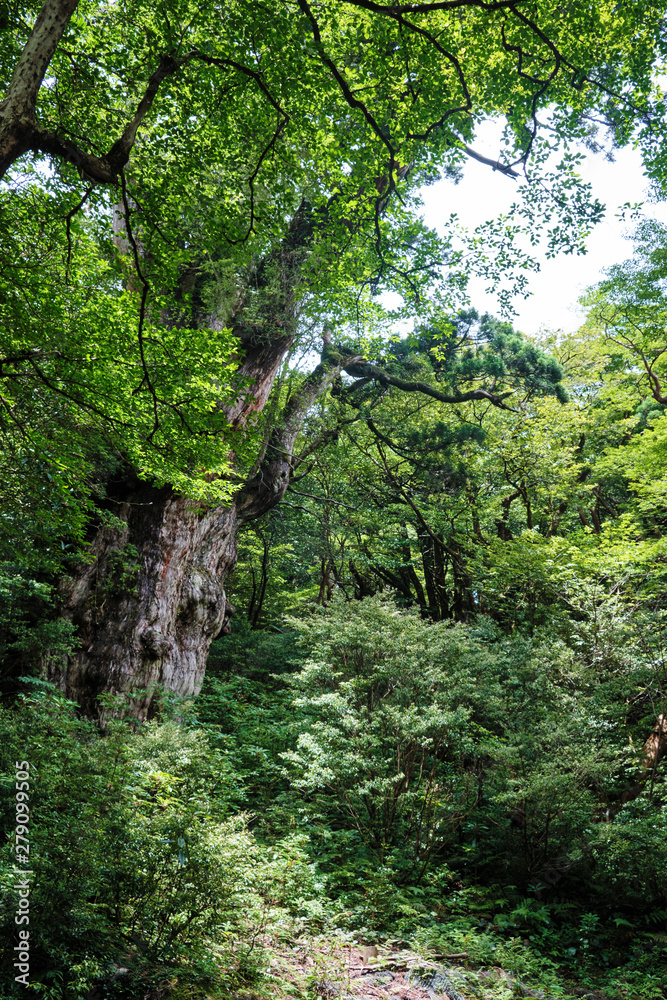 Fototapeta premium 屋久島の有名な縄文杉