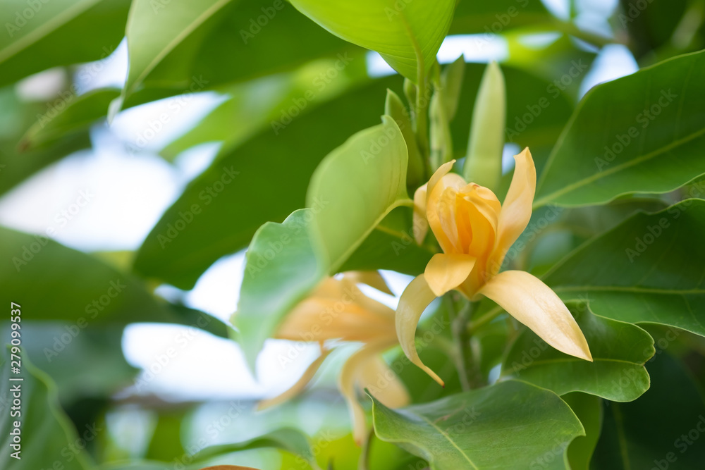 Fototapeta premium White Champaka Flowers and Green Leaves With Sunlight.