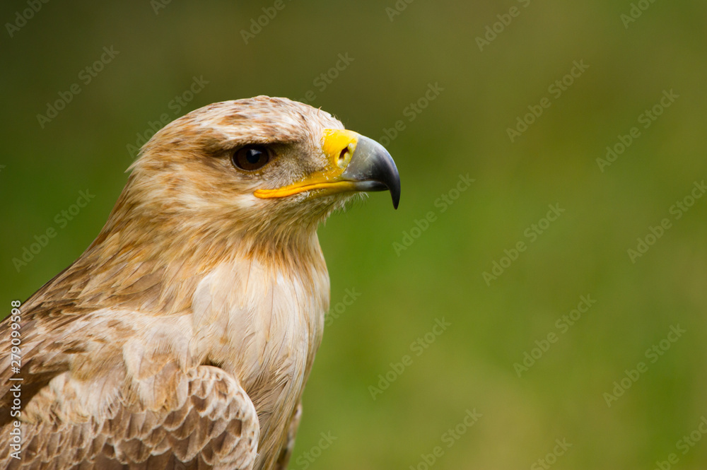 Savannenadler Savannenadler