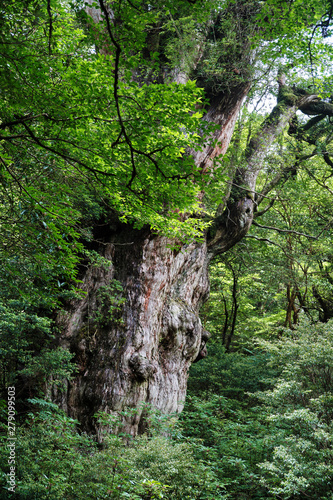 屋久島の有名な縄文杉