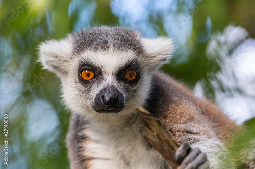 captive ring tailed lemur attentive and curious